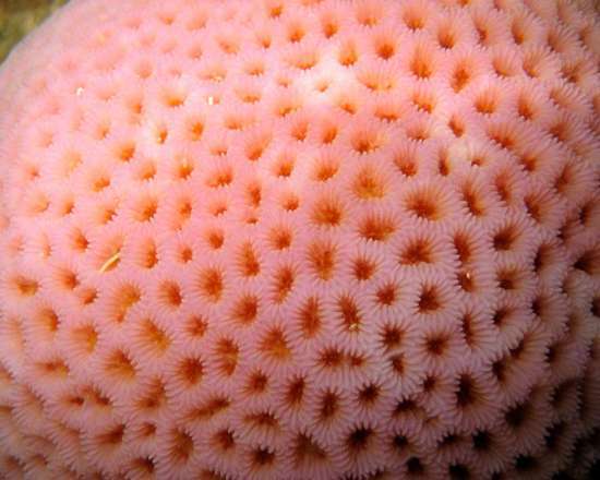 Фото трпипофобии – красивые розовые кораллы