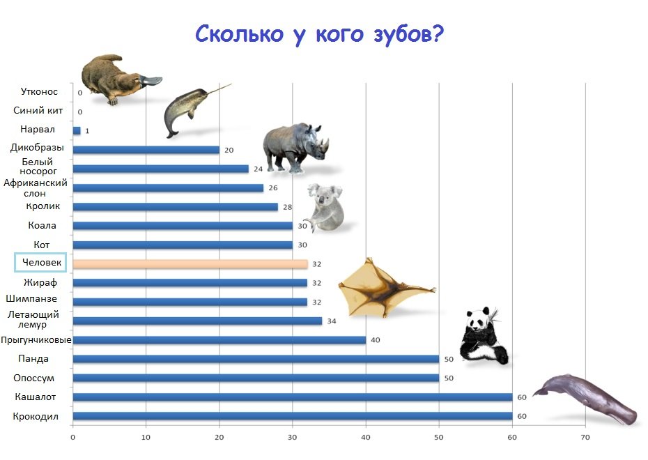Сравнение количества зубов у человека и различных животных