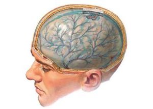 как выглядит мозг человека