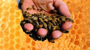 Лікування простатиту укусами бджіл — працює!
