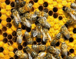 Пчелы в лечении простатита