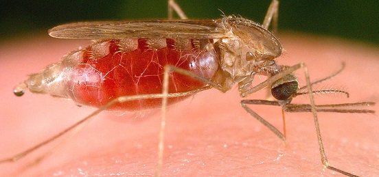 Малярия - симптомы и лечение, профилактика