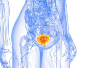 Воспаление мочевого пузыря у женщин - симптомы и лечение