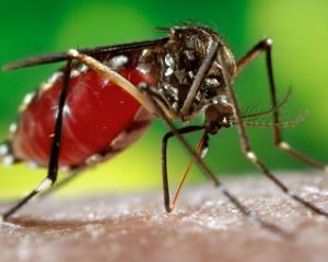 Малярия - симптомы и лечение, профилактика