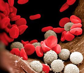 Пониженные лейкоциты в крови - причины и лечение