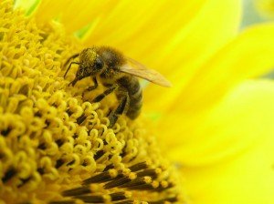 Пчелиная пыльца в лечении простатита