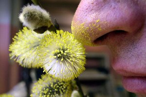 пыльца растений