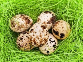 вред перепелиных яиц