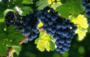 Польза черного винограда