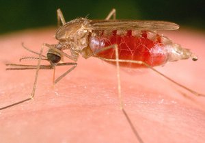 инфекции после укуса комара