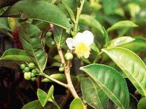 Цветок чайного дерева
