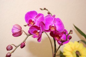 питание орхидеи