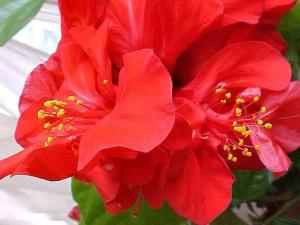 Цветок красного гибискуса