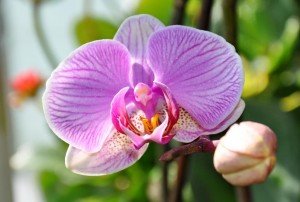 освещение орхидеи