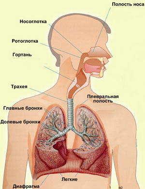 Заболевания дыхательной системы 