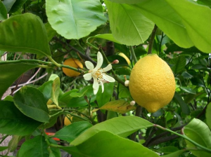 Плод бергамота чем-то похож на лимон