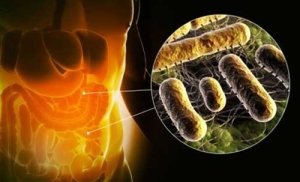 Пребиотики как второй этап лечения дисбактериоза