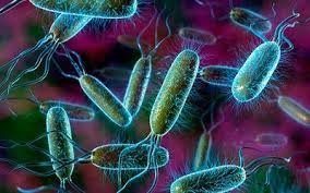 Вредные бактерии причины дисбактериоза
