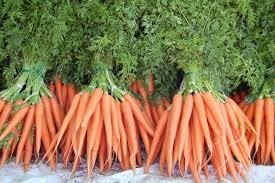 Как вылечить геморрой ботвой моркови