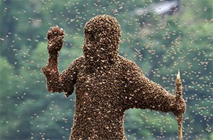 пчёлы облепили всего человека