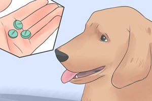 лечение отравления крысиным ядом у собак