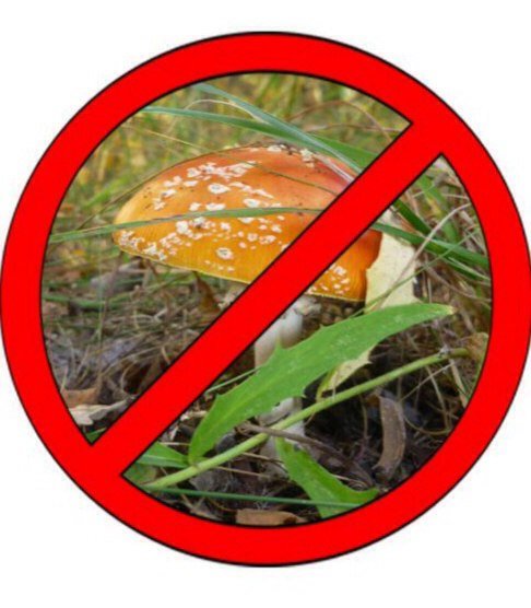 Знак нельзя собирать грибы
